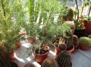 Jahresausflug 2012 Kakteenland_3